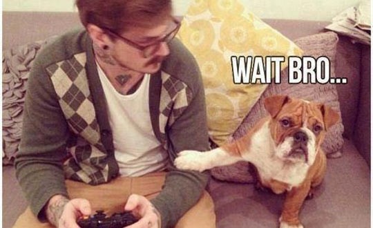 gamer-dog-funny